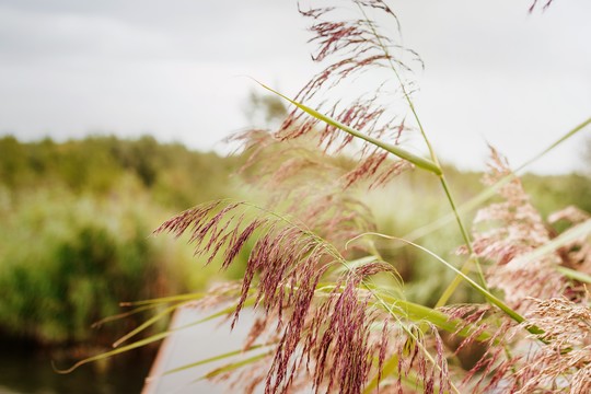 National Park De Biesbosch